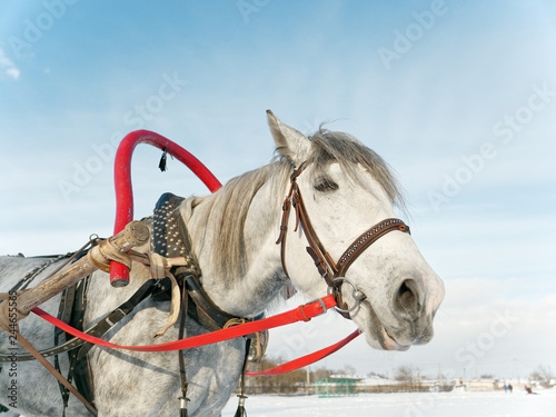 Fototapeta Naklejka Na Ścianę i Meble -  gray horse in harness close up outdoors in winter