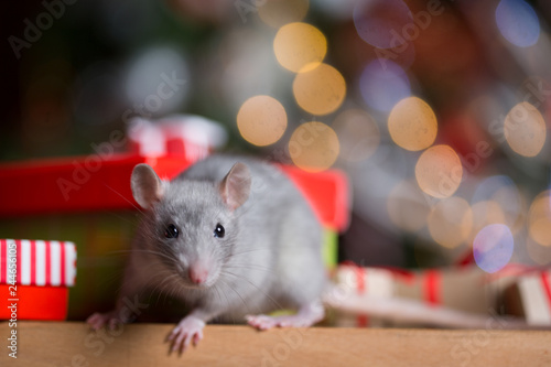 Gray rat with gifts on the background of the Christmas tree photo