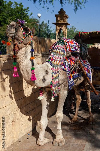 Camel in Jasalmer, India