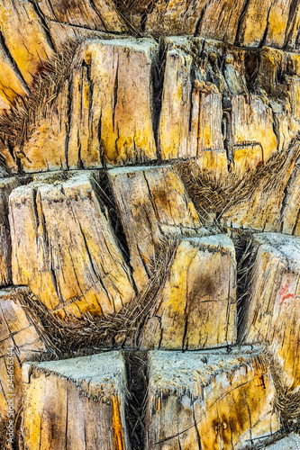 Fototapeta Naklejka Na Ścianę i Meble -  The bark of a palm tree close-up.