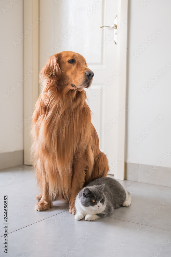 Short coat golden retriever sales