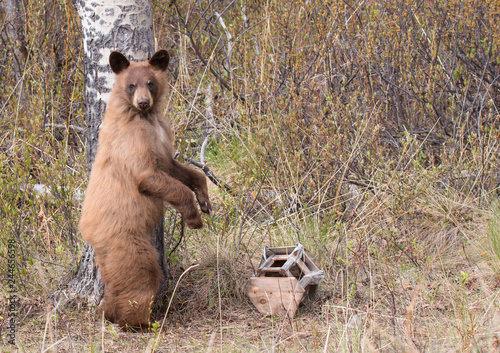 junger Schwarzbär young black bear wildlife Kanada photo