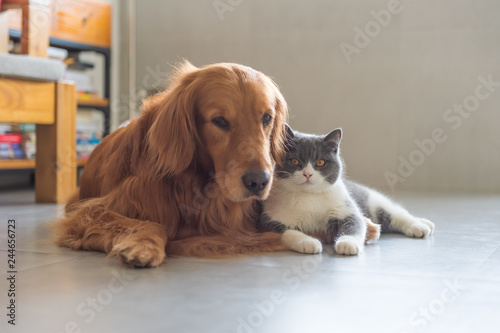 Golden Retriever dog and British short-haired cat © chendongshan