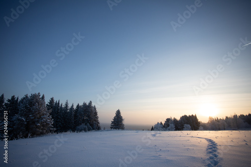 Winter landscape. Frosty sunny day in winter. Forest under white snow.