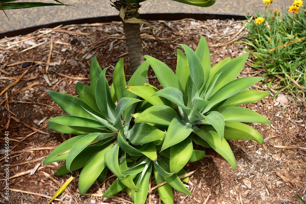 Fototapeta premium 南国植物
