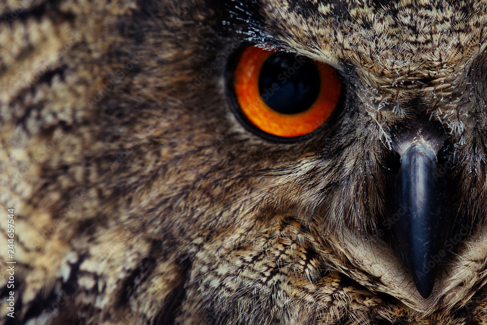 Fototapeta premium Portret sowy. Oczy sowy. - Wizerunek