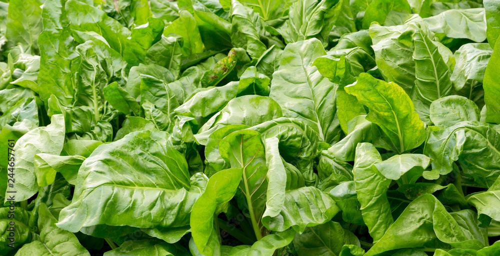 sliverbeet grow in vegetable garden sliverbeet grow in vegetable garden