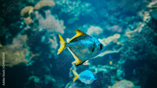 Принти на полотні Fisch im Akvarium