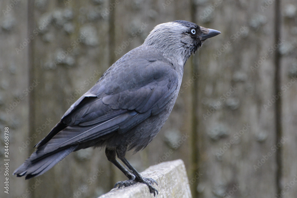 Eurasian Jackdaw portrait of bird perched on bench looking away Eurasian Jackdaw portrait of bird perched on bench looking away