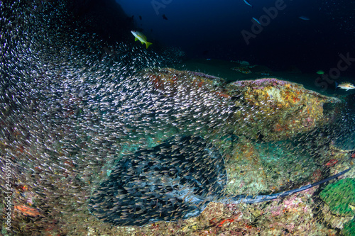 A huge Marble Stingray (Taeniura meyeni) under a ledge on a deep, dark tropical coral reef (Ko Bon) photo