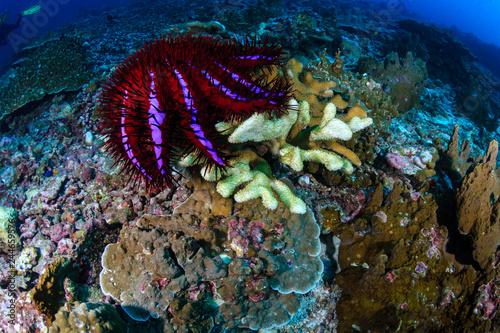 A colorful but damaging Crown of Thorns Starfish (Acanthaster planc) feeding on hard corals on a tropical coral reef photo