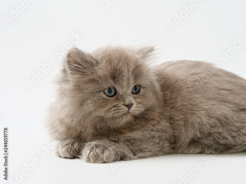 little kittens british fold on white background