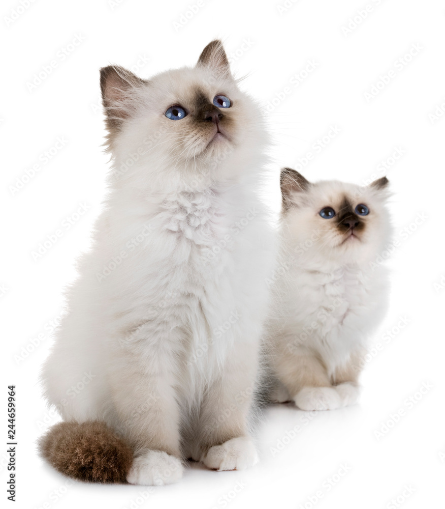 Fototapeta premium birman kociak w studio