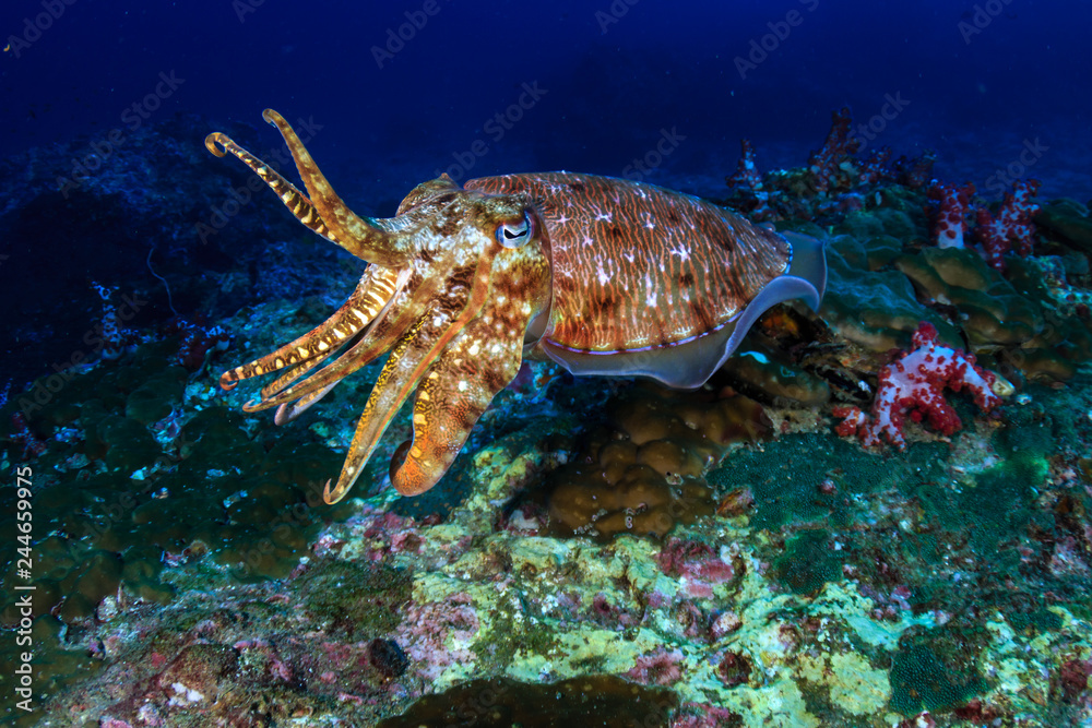Naklejka premium Colorful and curious Pharaoh Cuttlefish (Sepia pharaonis) on a tropical coral reef in Thailand