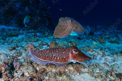 Colorful and curious Pharaoh Cuttlefish  Sepia pharaonis  on a tropical coral reef in Thailand