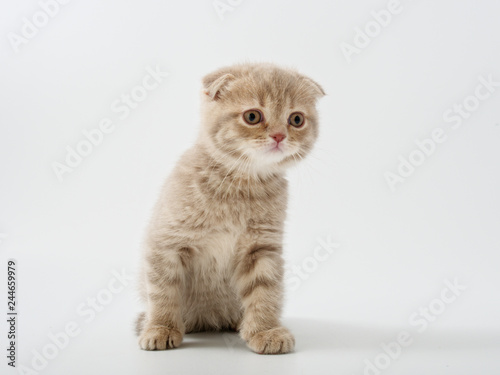 little kittens british fold on white background