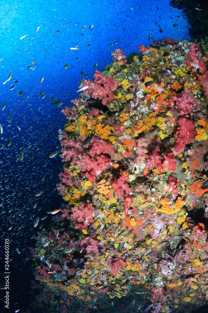 Beautiful, colorful, healthy tropical coral reef (Richelieu Rock)