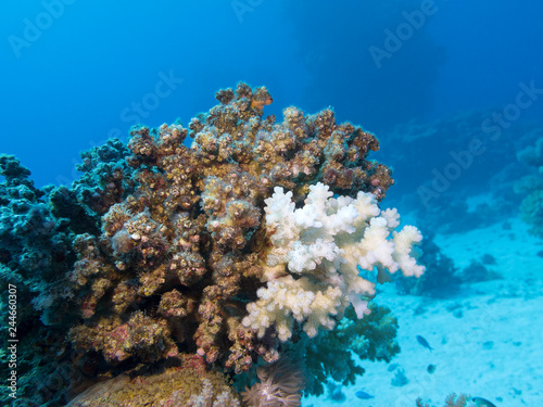 Fototapeta Naklejka Na Ścianę i Meble -  Colorful coral reef at the bottom of tropical sea, underwater landscape.