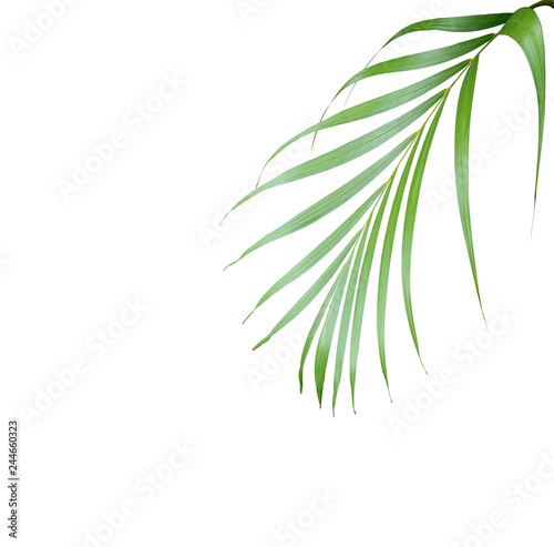 tropical green palm leaf isolated on white for summer background © studio2013