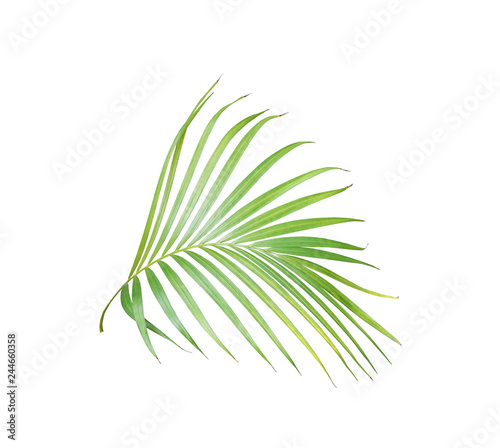 tropical green palm leaf isolated on white for summer background photo