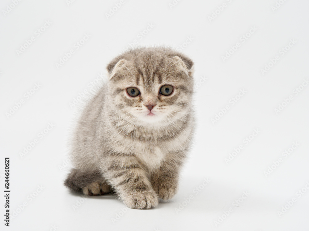 little kittens british fold on white background