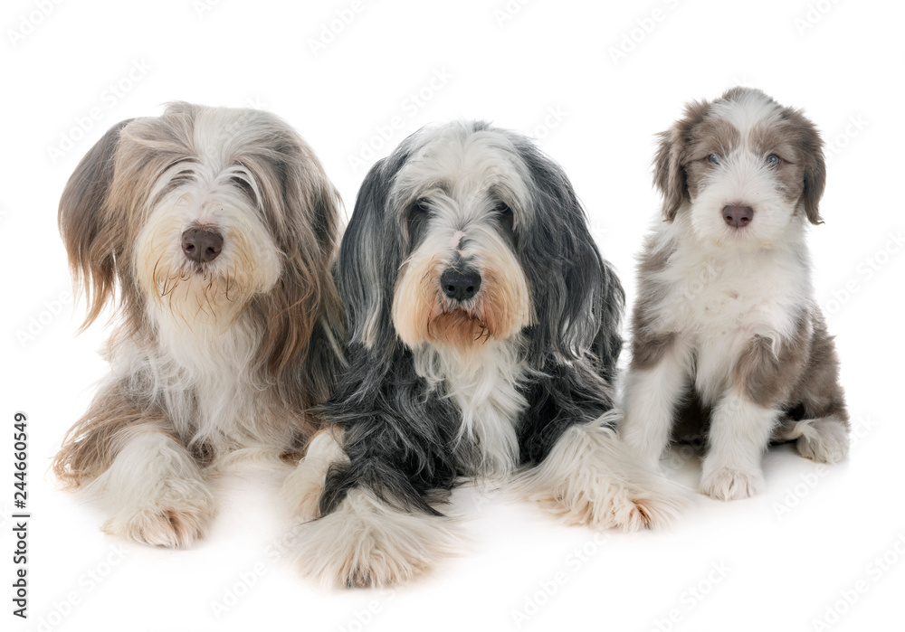 family bearded collie