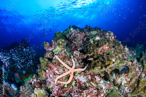 Starfish on a colorful, healthy tropical coral reef