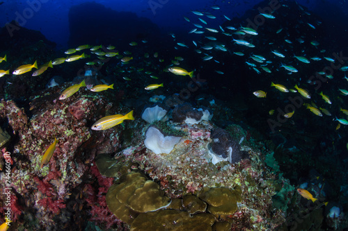 Fototapeta Naklejka Na Ścianę i Meble -  Clouds of colorful tropical fish swimming around a healthy tropical coral reef