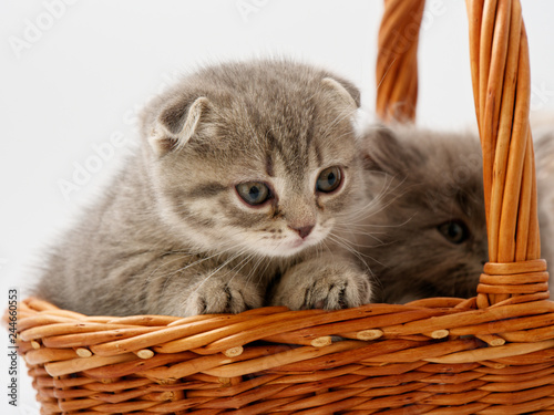 little kittens are sitting in a basket of wicker © makam1969
