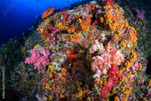Beautiful  colorful  healthy tropical coral reef  Richelieu Rock 