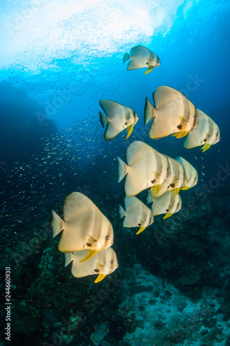 Fototapeta Naklejka Na Ścianę i Meble -  A school of large Longfin Batfish (Platax teira) on a dark tropical coral reef