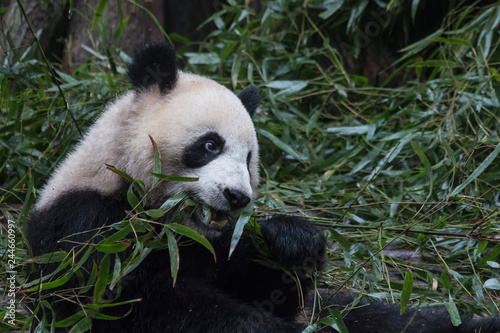 Fototapeta Naklejka Na Ścianę i Meble -  Close up of a Giant Panda (Ailuropoda melanoleuca) in Chengdu - Sichuan, China