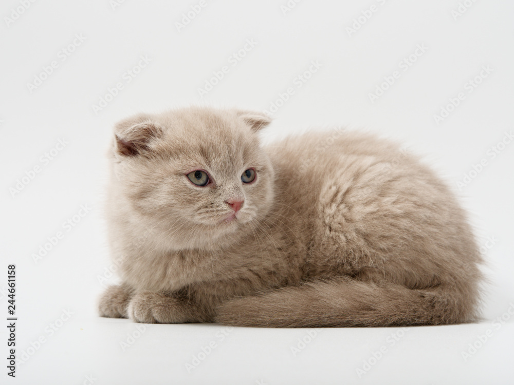 Fototapeta premium little kittens british fold on white background