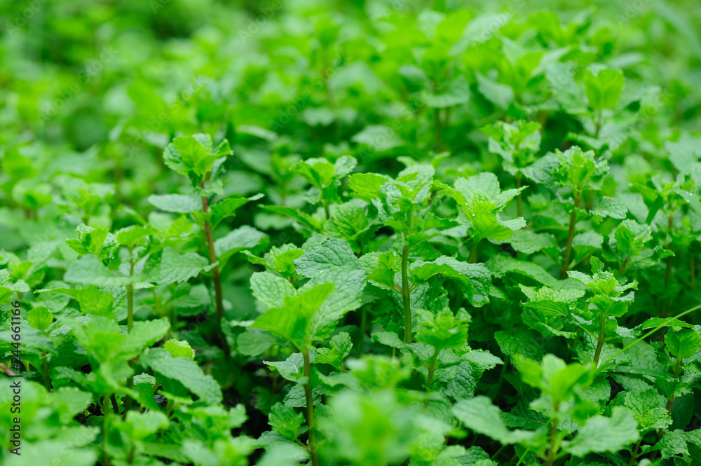 Hands picking mint plant in garden Hands picking mint plant in garden