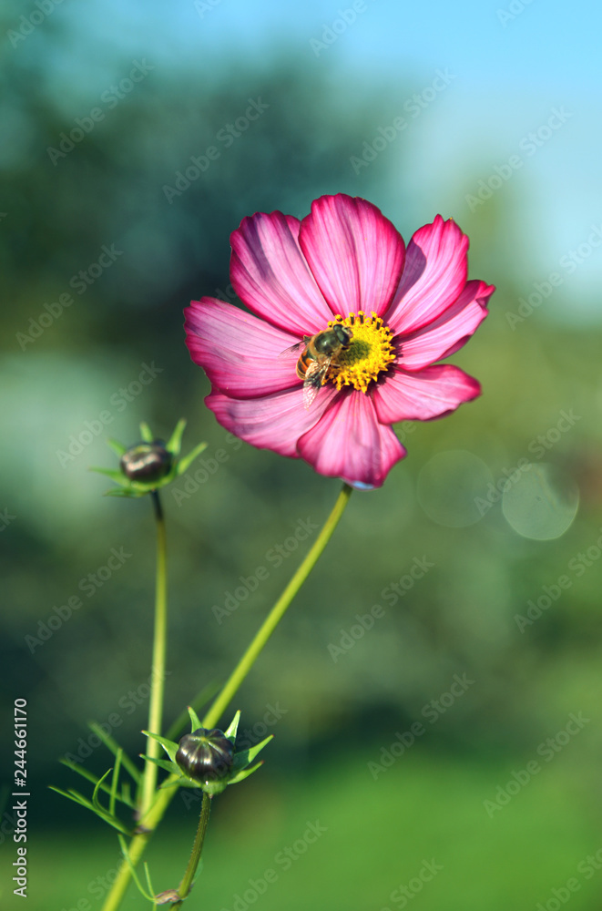 Vertical background with cosmos beautiful daisy flower and bee. Summer and autumn nature vintage background in daylight outdoors with plants