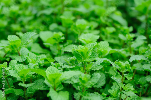 Hands picking mint plant in garden