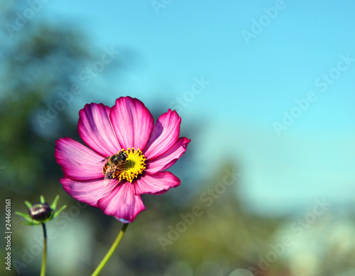 Beautiful cosmos daisy flower and bee with copy space against blue sky. Summer and autumn nature vintage background in daylight outdoors with plants