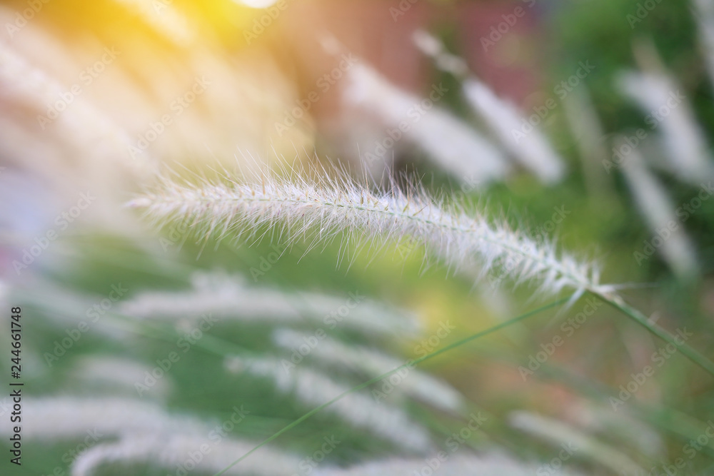 Nature wild grass flower. Golden sunset in nature. Shallow depth of field. Nature wild grass flower. Golden sunset in nature. Shallow depth of field.