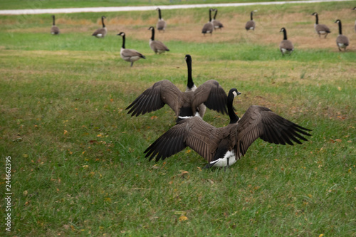 group of canadian geese