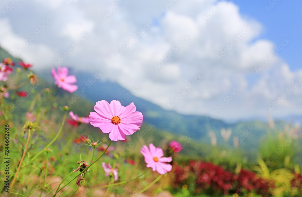 Cosmos flowers in meadow field background and mountain landscape.