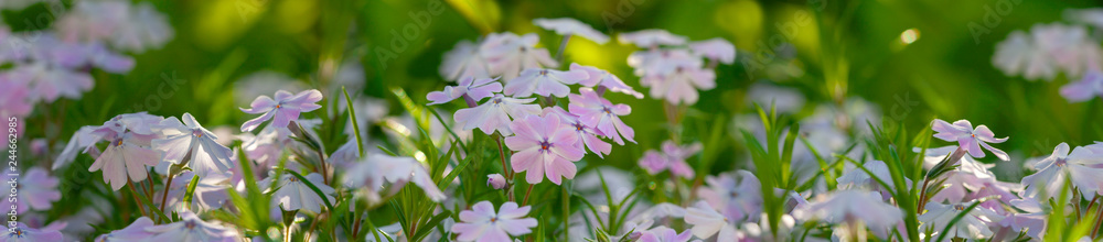 Green landscape panorama with blooming lilac flowers, Moss phlox on the sunny day with back sunlight in summertime, Banner for background or glass panel