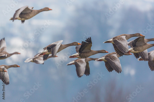 gray geese group (anser anser) in flight