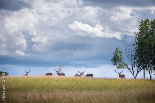 Beautiful young and adult mule red deer bucks (cervus elaphus) herd with growing antlers in the meadow on dramatic rain storm, cloudy sky background. Majestic animals in natural park. 