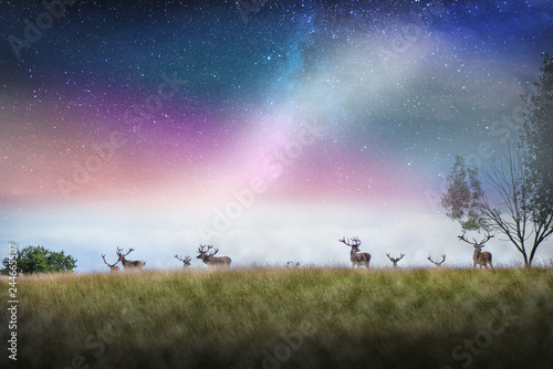 Beautiful young and adult mule red deer bucks (cervus elaphus) herd with growing antlers in the meadow on dramatic starry night, galaxy, milky way background. Majestic animals in natural park. 