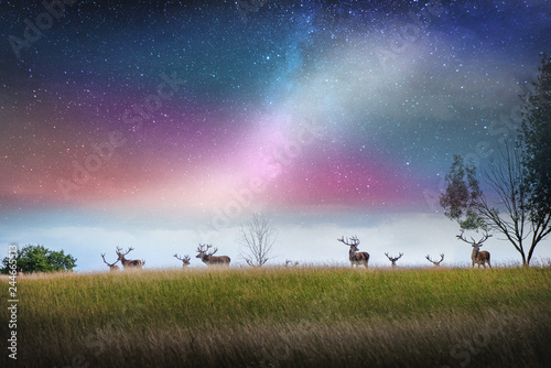 Beautiful young and adult mule red deer bucks  cervus elaphus  herd with growing antlers in the meadow on dramatic starry night  galaxy  milky way background. Majestic animals in natural park. 