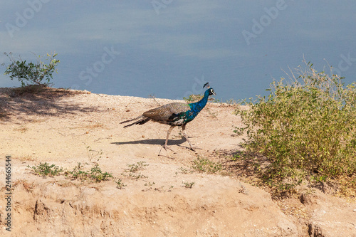 Peacock photo