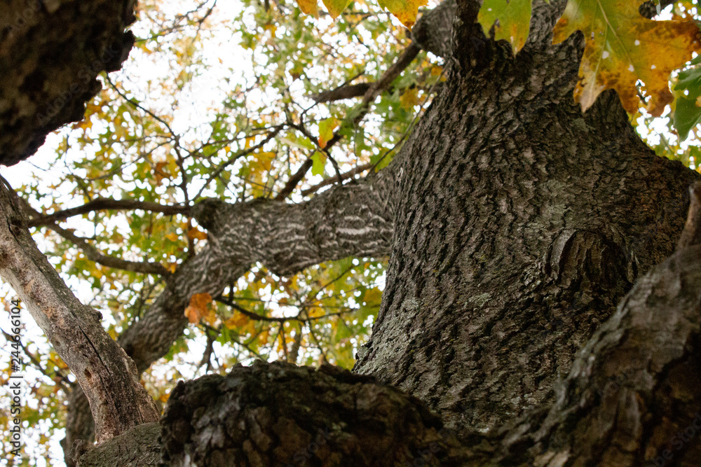 tree tree