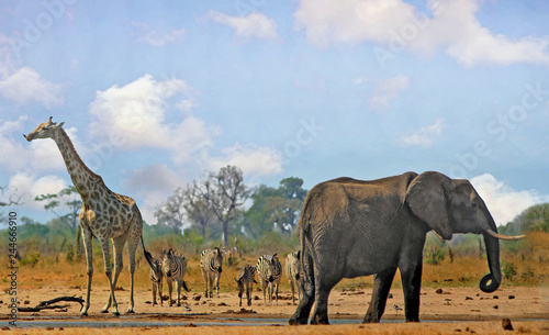 Beautiful Iconic African vista with Giraffe, Zebra and Elephant standing near a waterhole in Hwange National Park, with a natural blue cloudy sky and bushveld background.  Some heat haze is visible