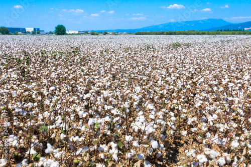 Ripe cotton fields