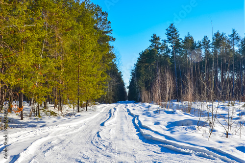 Winter small country road through snowy fields and forests  with sunshine on trees